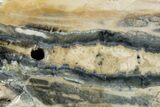 Mammoth Molar Slice with Case - South Carolina #238446-2
